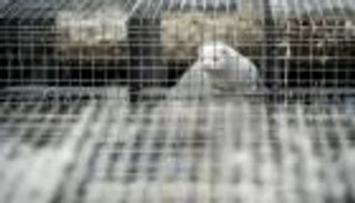 تلوث بالفوسفور.. كيف تواجه الدنمارك "كورونا المنك" المطمورة؟ 