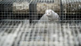 حيوان منك في الدنمارك