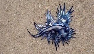 التنين الأزرق بشكله الغريب