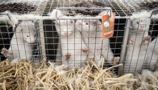 مزارع المنك