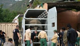 الفيل كافان خلال وضعه في صندوق معدني لنقله إلى كمبوديا