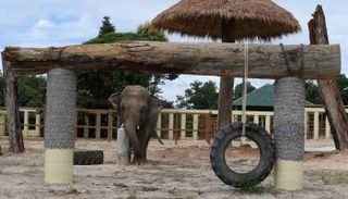 الفيل كافان