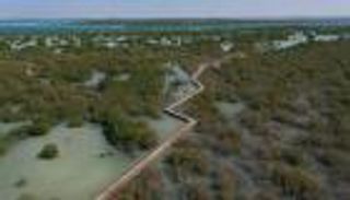 أشجار القرم في الإمارات.. إلهام الماضي لمستقبل مزدهر