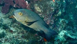 علماء يصطادون السمكة الأكبر عمرا في العالم- أرشيفية