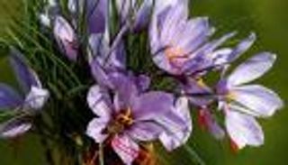 أول مزرعة لـ"الذهب الأحمر" في الأردن.. الجرام بـ14 دولارا