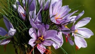 الزعفران يطلق عليه "الذهب الأحمر"