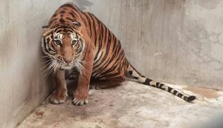 نمر عثرت عليه السلطات التايلاندية في متنزه بمنطقة موكداهان على الحدود مع لاوس