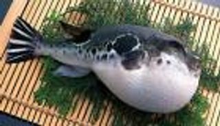 أسماك سامة في مصر تسبب الوفاة بعد تناولها بـ8 ساعات