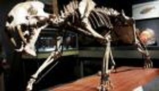 يعود لـ37 مليون سنة.. هيكل عظمي لـ"نمر سيفي" في مزاد بجنيف