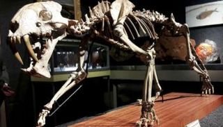 متحجرة النمر السيفي