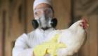 قواعد "مشددة" لمنع تفشي إنفلونزا الطيور في بريطانيا