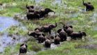 170 فيلا للبيع في مزاد.. تضايق البشر