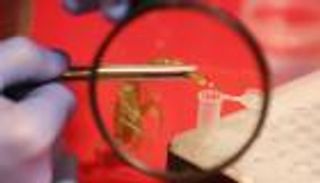 الجرام بـ10 آلاف دولار.. مصري يجني ثروة طائلة من "سموم العقارب"