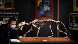 متحجرة نمر سيفي