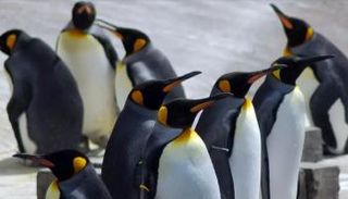 بطارق بجوار أحد المحيطات