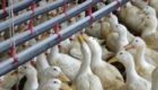 إنفلونزا الطيور تضرب مزرعة ثانية للبط في فرنسا