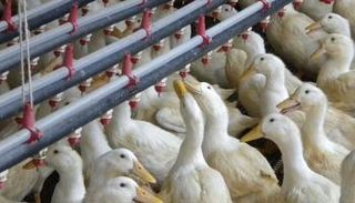 إنفلونزا الطيور تضرب مزرعتين للبط في فرنسا