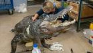 عرض تمساح ناجٍ من الحرب العالمية الثانية في موسكو