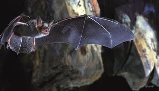 علماء يركزون على الخفافيش في جهودهم لتجنب وباء عالمي جديد