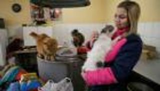 خسائر الحيوانات من مغادرة بريطانيا الاتحاد الأوروبي.. جواز السفر