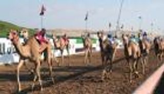 الإمارات تُدرج "الأفلاج" و"سباق الهجن" بقائمة اليونسكو للتراث الثقافي 