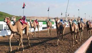 سباق الهجن في الإمارات