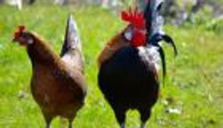 حريق يلتهم "دجاجا تشيكيا" بـ120 ألف دولار