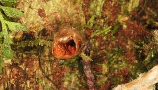 اختيار "أقبح" زهرة أوركيد في العالم ضمن السلالات الجديدة في 2020