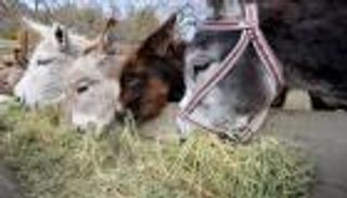 ألبانيا تحارب كورونا بـ"حليب الحمير"