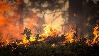 حرائق الغابات ناقل لميكروبات الأمراض المعدية 