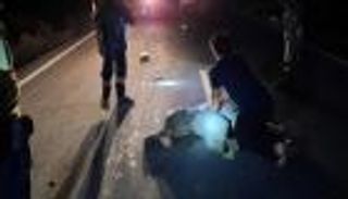 مسعف ينعش قلب فيل صدمته دراجة نارية.. بكى بشدة بعد نجاحه