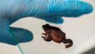 تغير المناخ يهدد بانقراض الضفادع.. والإكوادور تلجأ لهذا الحل