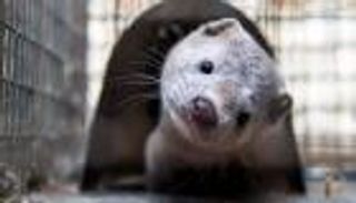 الدنمارك تحظر تربية "المنك".. ما السر؟