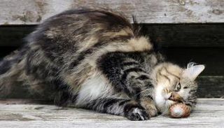 التيبس عند الحركة من علامات التهاب المفاصل عند القطط