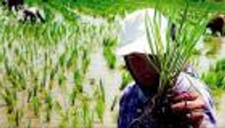 إغراق السوق بـ"المستورد".. عقاب حكومة تركيا لمزارعي الأرز