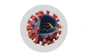 هل السلالة الجديدة من كورونا أخطر؟