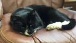 قط روسي "نائب وزير".. بعد إنقاذه من مكب نفايات