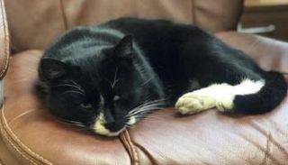 القط الروسي يتخذ موقعا داخل وزارة البيئة