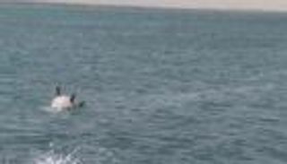 التحالف العربي: لغم حوثي يصيب سفينة تجارية بأضرار