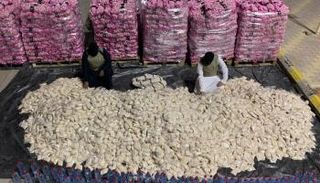 جانب من شحنة الأقراص المخدرة المضبوطة بالسعودية