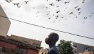 تربية الحمام الزاجل.. السنغال تنافس أوروبا بـ"هواية الشباب"