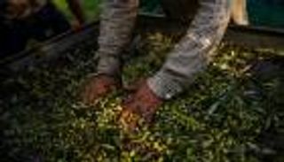 الزيتون.. أحدث ضحايا كورونا في اليونان