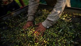 جائحة كورونا تلقي بثقلها على حصاد الزيتون في بيلوبونيز اليونانية