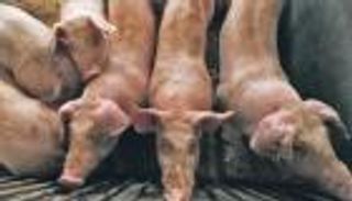 حمى الخنازير الأفريقية تهدد كوريا الجنوبية بخطر "كبير جدا"