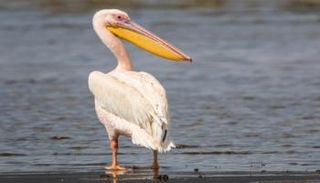 طائر بجع - أرشيفية