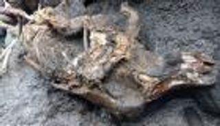 بالصور.. اكتشاف جيفة عمرها 12 ألف عام لوحيد القرن الصوفي