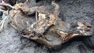 جيفة وحيد القرن الصوفي المكتشفة حديثا