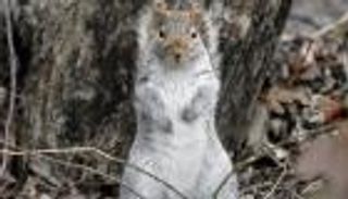 آخر مفاجآت العام لسكان نيويورك.. هجمات سناجب عنيفة