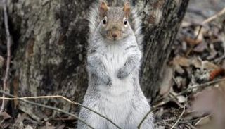 هجمات السناجب تكررت كثيرا هذا العام في نيويورك