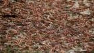 الجراد يهاجم أديس أبابا.. والاستعانة بطائرات لمواجهته